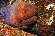 maurice_2009-03-17 14-30-20.png