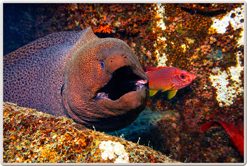 maurice_2009-03-17 14-30-30