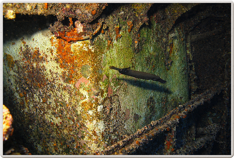 maurice_2009-03-18 08-40-50