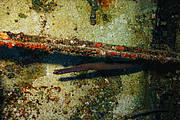 maurice_2009-03-18 08-41-11.png