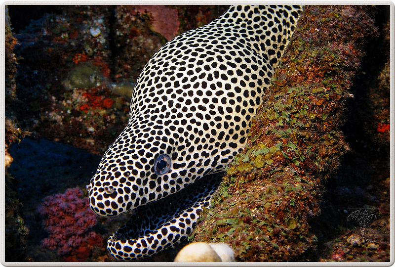 maurice_2009-03-18 08-43-46