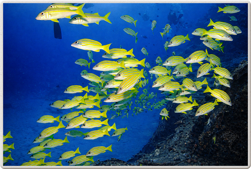 maurice_2009-03-18 08-57-37