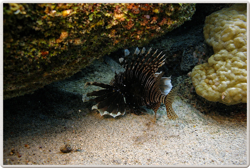 maurice_2009-03-18 09-17-52