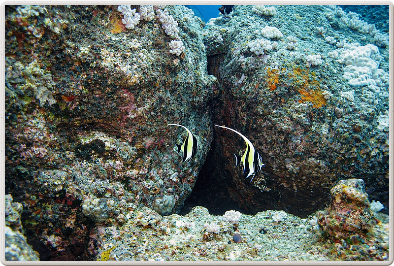 maurice_2009-03-18 09-23-28