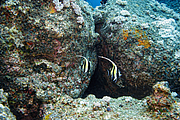 maurice_2009-03-18 09-23-28.png