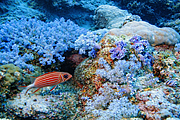 maurice_2009-03-18 10-34-17.png