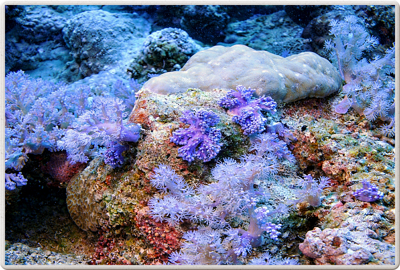 maurice_2009-03-18 10-34-33