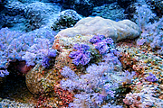 maurice_2009-03-18 10-34-33.png