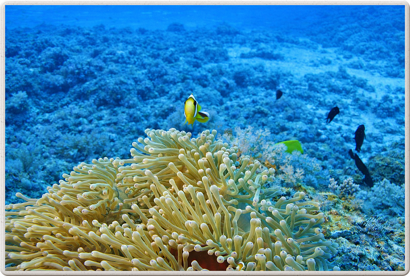 maurice_2009-03-18 10-35-35