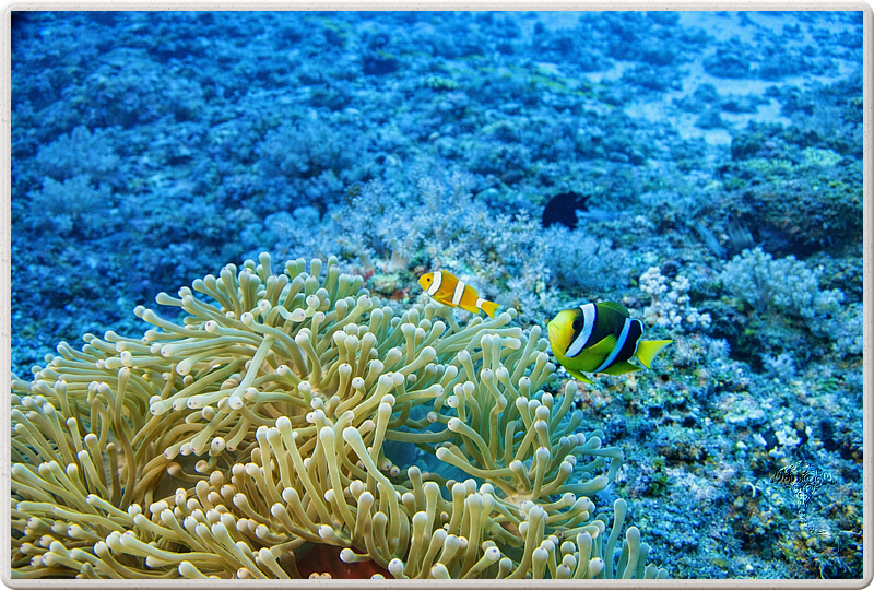 maurice_2009-03-18 10-36-49