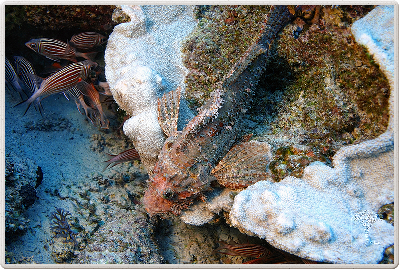 maurice_2009-03-18 10-38-03