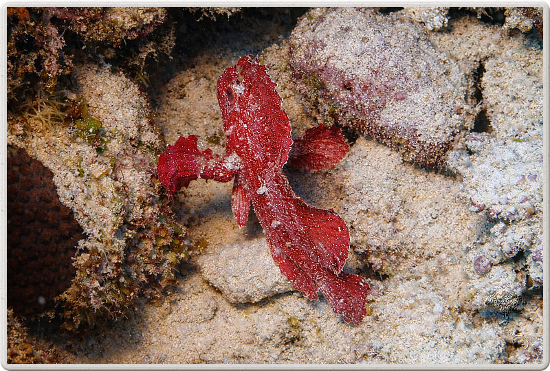 maurice_2009-03-18 10-43-01