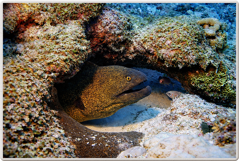 maurice_2009-03-18 10-47-59