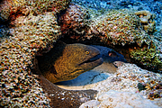 maurice_2009-03-18 10-47-59.png