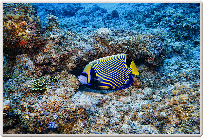 maurice_2009-03-18 10-49-44
