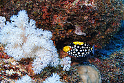 maurice_2009-03-18 10-54-03.png