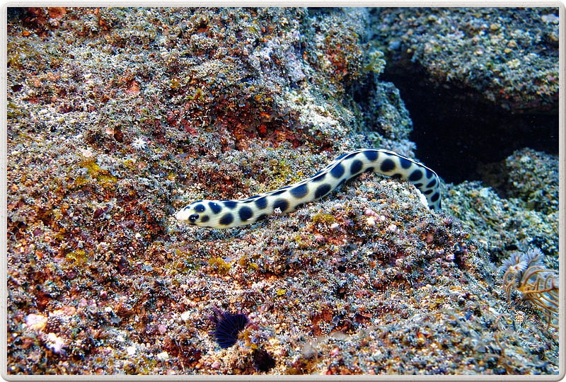 maurice_2009-03-18 11-05-40