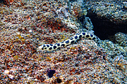 maurice_2009-03-18 11-05-40.png