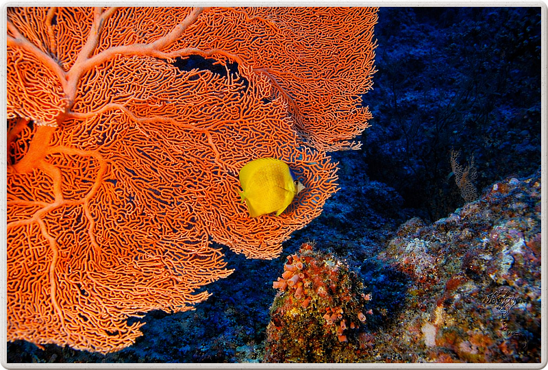 maurice_2009-03-19 09-30-51