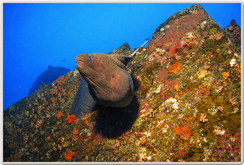 maurice_2009-03-19 14-17-38