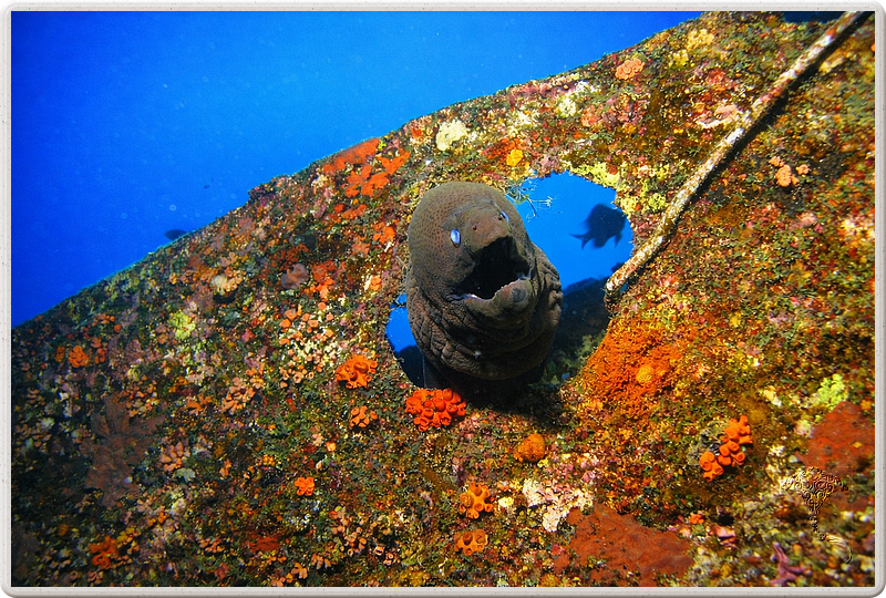maurice_2009-03-19 14-18-05