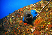 maurice_2009-03-19 14-18-05.png