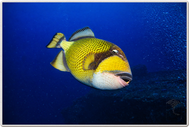 maurice_2009-03-19 14-19-01