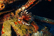 maurice_2009-03-19 14-36-10.png