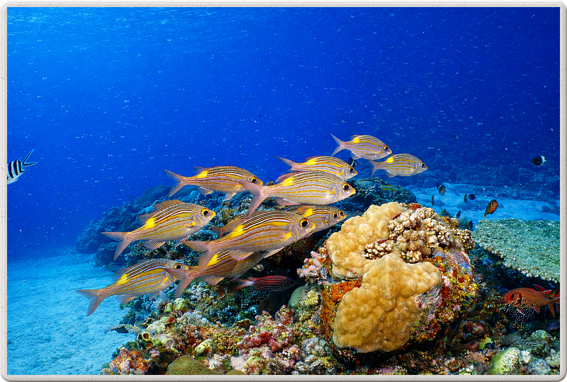 maurice_2009-03-20 10-07-42