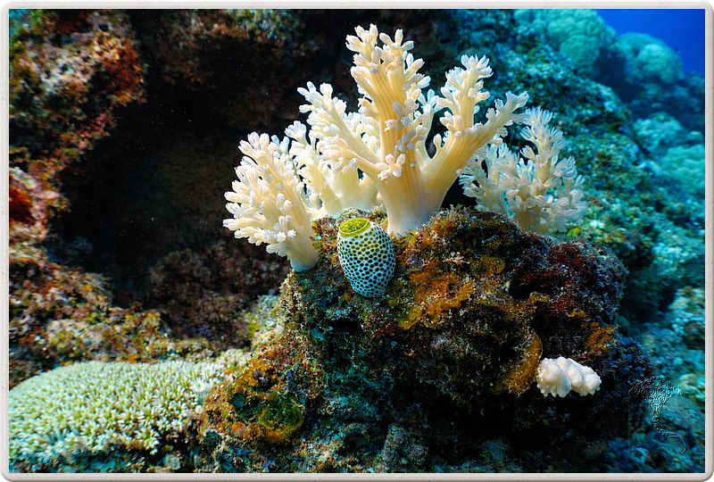 maurice_2009-03-20 10-21-48