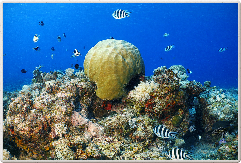 maurice_2009-03-20 10-25-37