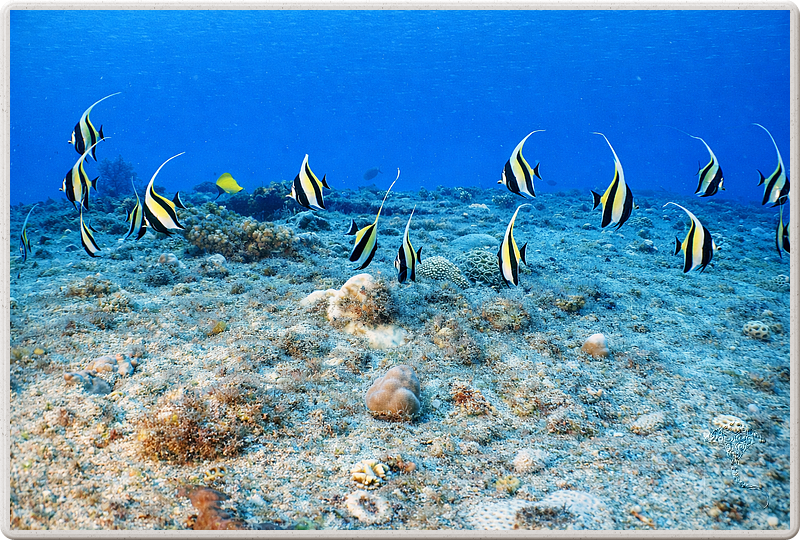 maurice_2009-03-20 14-07-21