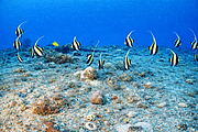 maurice_2009-03-20 14-07-21.png