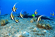 maurice_2009-03-20 14-07-30.png