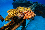 maurice_2009-03-20 14-11-37.png