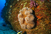 maurice_2009-03-20 14-17-42.png