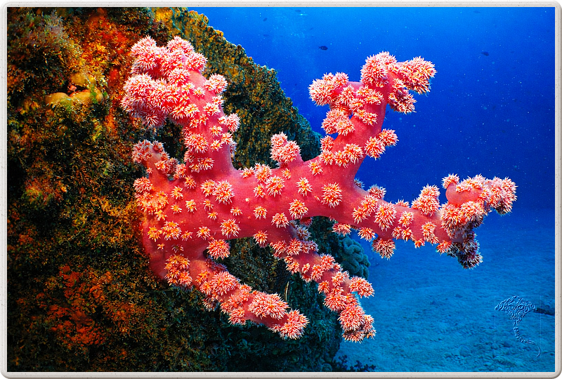 maurice_2009-03-20 14-26-40