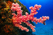 maurice_2009-03-20 14-26-40.png
