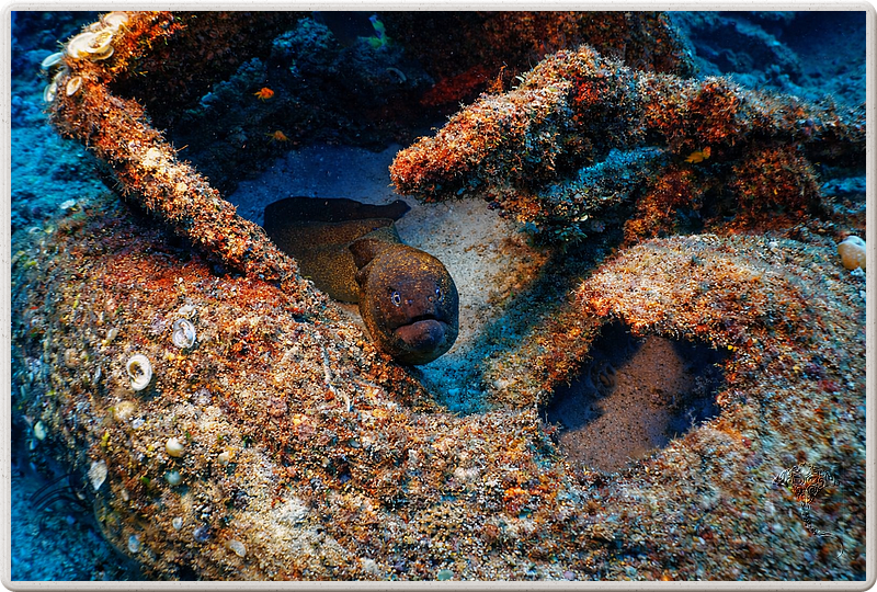 maurice_2009-03-20 14-28-36