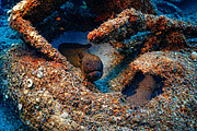 maurice_2009-03-20 14-28-36.png