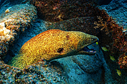maurice_2009-03-20 14-31-42.png