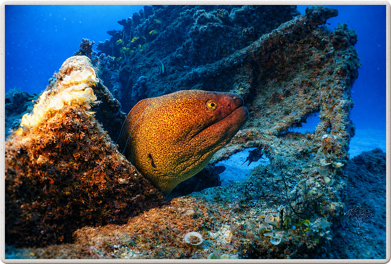 maurice_2009-03-20 14-33-38