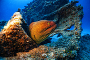maurice_2009-03-20 14-33-38.png