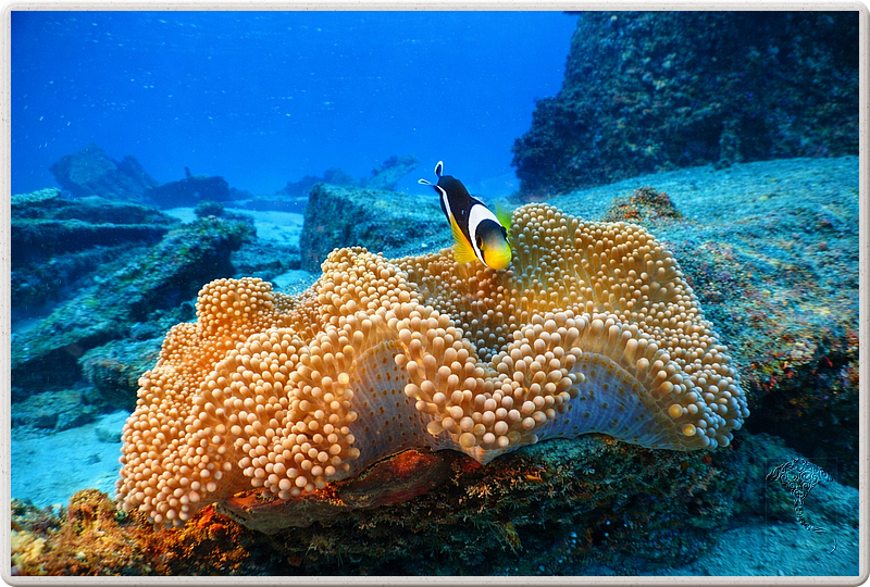 maurice_2009-03-20 14-34-59