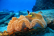 maurice_2009-03-20 14-34-59.png