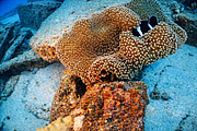 maurice_2009-03-20 14-35-34.png