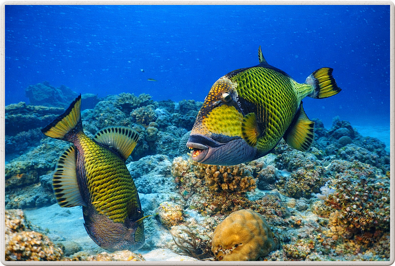 maurice_2009-03-21 14-49-33