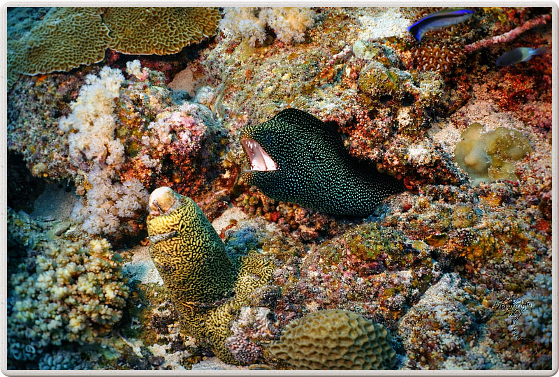 maurice_2009-03-21 15-02-32