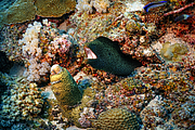 maurice_2009-03-21 15-02-32.png
