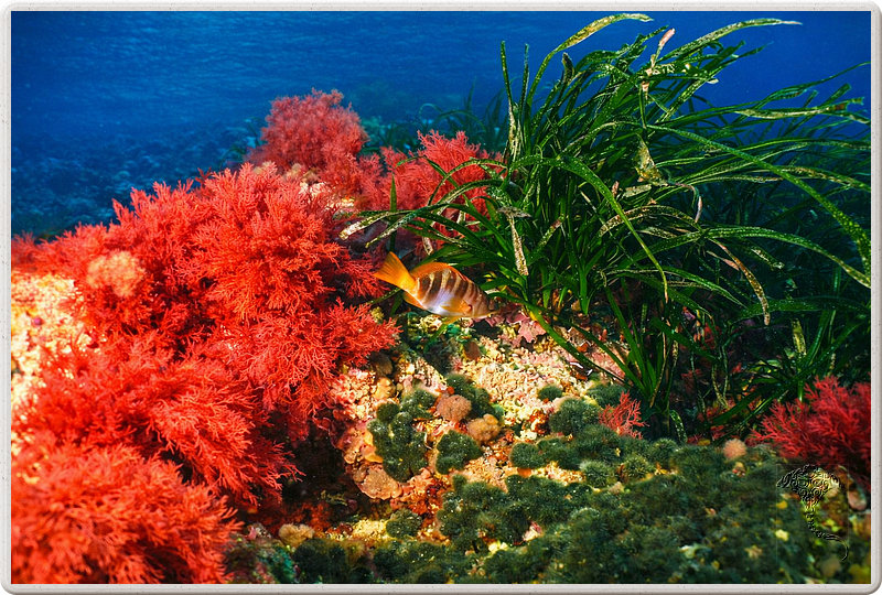 agay_2009-05-08_17-07-25